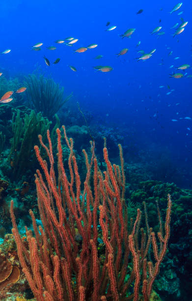 istock Caribbean coral garden 1206067024