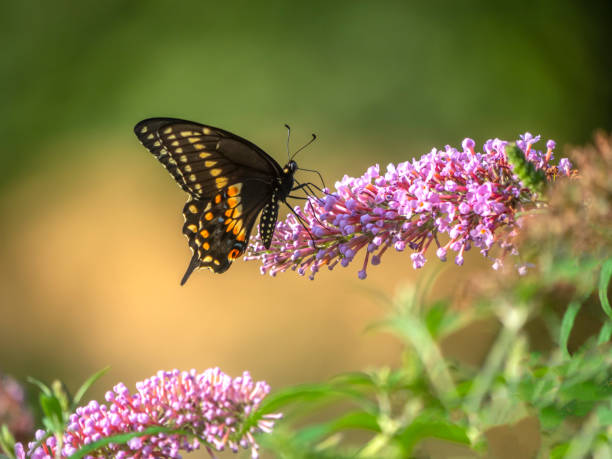 istock Black swallowtail butterfly in summer 1206067054
