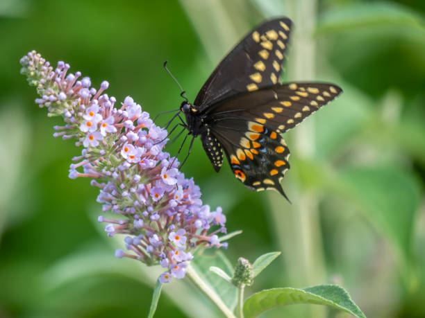 istock Black swallowtail butterfly in summer 1206067204