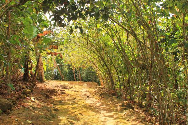 istock Haitian Coffee Farm Landscape 1206067427