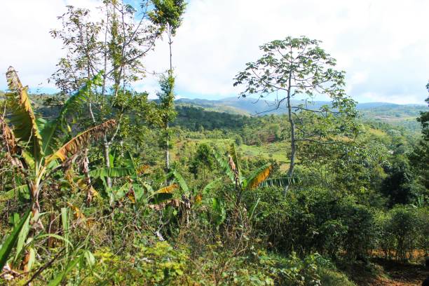 istock Haitian Coffee Landscape Farm 1206067493