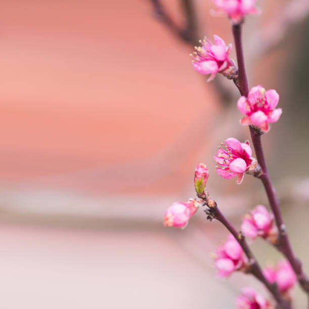 el manzano en flor. enfoque selectivo - berry fruit pink vibrant color leaf fotografías e imágenes de stock