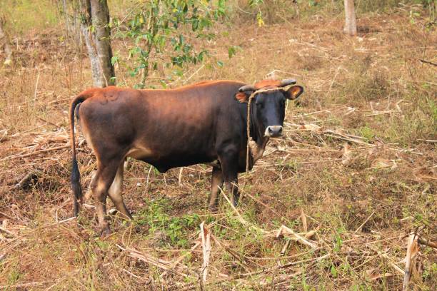 istock Haitian Coffee Landscape Farm 1206067572