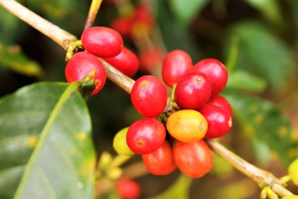 istock Haitian Coffee Cherries and Flowers 1206067593