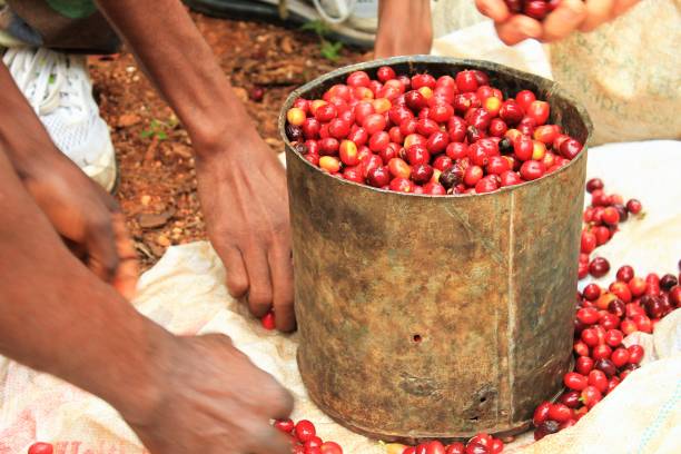 istock Haitian Coffee Cherries and Flowers 1206067600