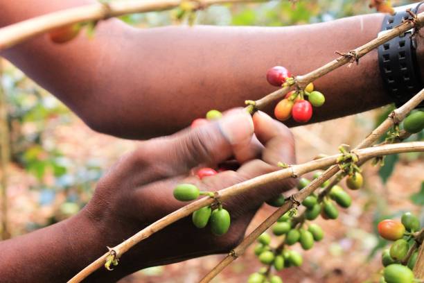 istock Haitian Coffee Cherries and Flowers 1206067622