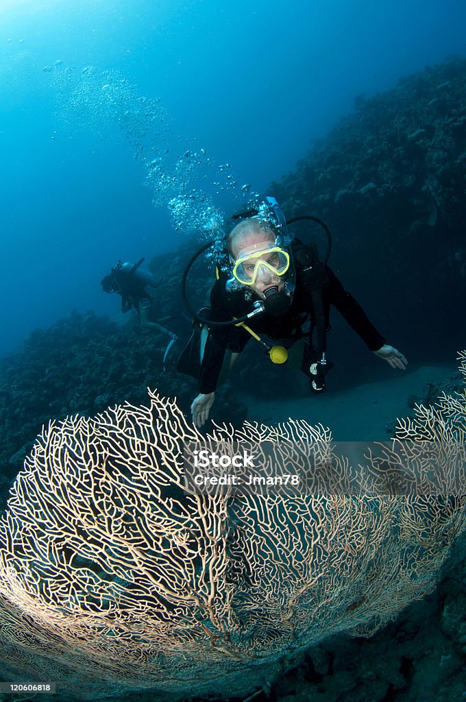 Plongeur de Gorgone - Photo de Activité libre de droits