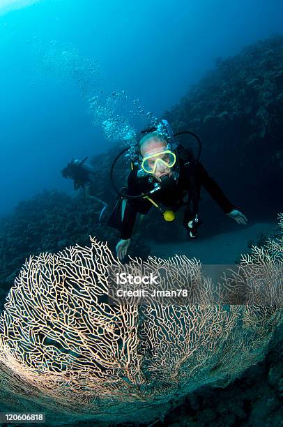 Scuba Diver Z Gorgonian Sea Fan - zdjęcia stockowe i więcej obrazów Bez ludzi - Bez ludzi, Czynność, Fotografika