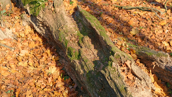 Old fallen rotten tree on a background of red foliage