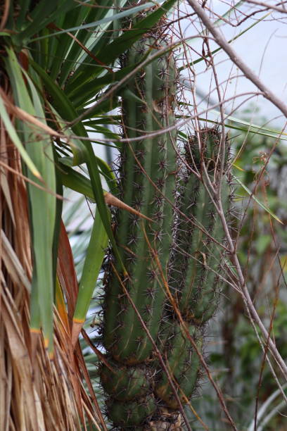 istock Close up of cactus 1206070715