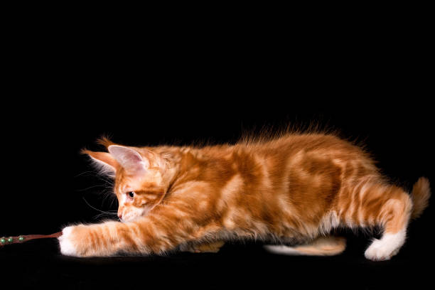 istock Maine coon kitten on black background. 1206072040