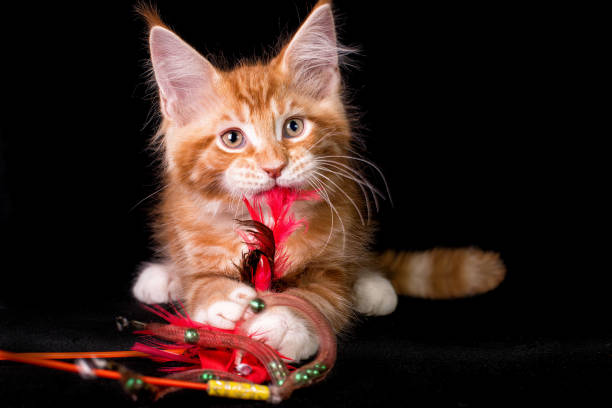 istock Maine coon kitten on black background. 1206072063