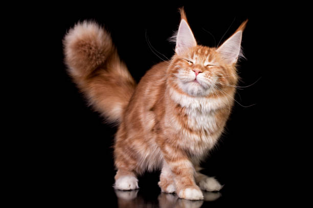 istock Maine coon kitten on black background. 1206072080