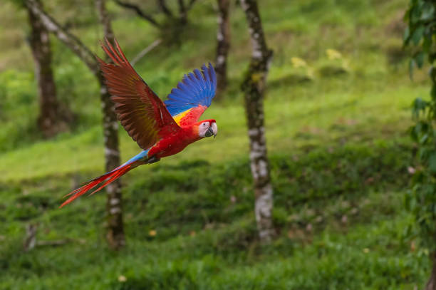 นกมาคอว์สีแดง (ara macao) เป็นนกแก้วสีแดงสีเหลืองและสีน้ําเงินขนาดใหญ่ที่พบในคอสตาริกา - scarlet macaw ภาพสต็อก ภาพถ่ายและรูปภาพปลอดค่าลิขสิทธิ์