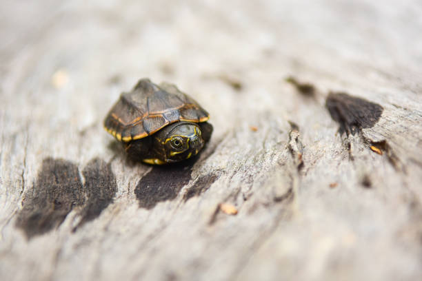 baby turtle on the wood flooring background - ecosystem animals in the wild wood turtle imagens e fotografias de stock