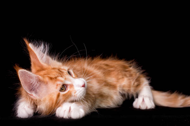 istock Maine coon kitten on black background. 1206074072