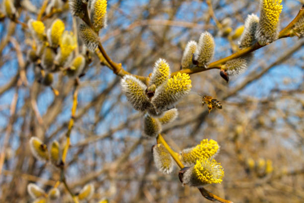 gałąź kwitnąca wierzba blisko błękitnego nieba w słoneczny wiosenny dzień, wierzby, zwane również sallows i knoters - willow leaf weeping willow willow tree tree zdjęcia i obrazy z banku zdjęć