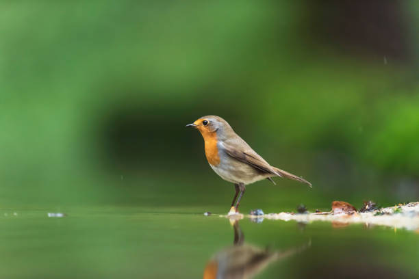 istock A robin red breast bird in a forest pond. 1206075383