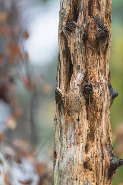 Short-toed treecreeper in a dead tree trunk. Short-toed treecreeper in a dead tree trunk. certhiidae stock pictures, royalty-free photos & images