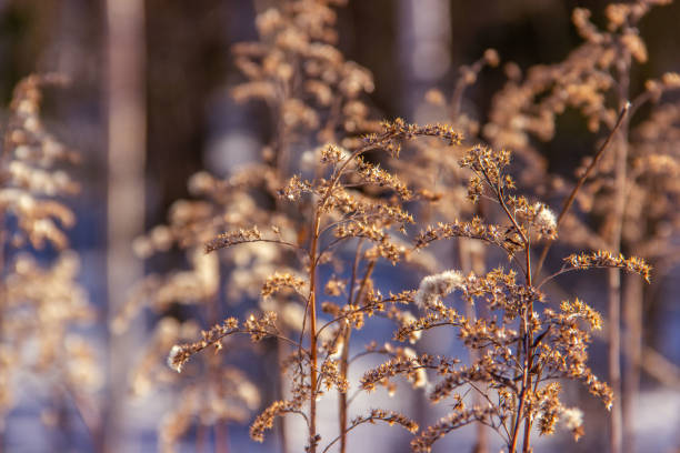 istock Dry grassy plants and twigs on a natural light snowy background. 1206076015
