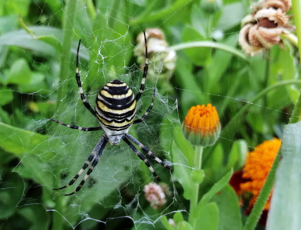 Spider Black and Yellow Garden Spider. Argiope family Araneidea. Spider Black and Yellow Garden Spider. Argiope family Araneidea. Phobia stock pictures, royalty-free photos & images