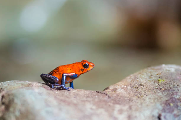 The strawberry poison frog or strawberry poison-dart frog (Oophaga pumilio, formerly Dendrobates pumilio) is a species of small poison dart frog found in Central America.e and found in the forest in Costa Rica The strawberry poison frog or strawberry poison-dart frog (Oophaga pumilio, formerly Dendrobates pumilio) is a species of small poison dart frog found in Central America.e and found in the forest in Costa Rica dendrobatidae stock pictures, royalty-free photos & images
