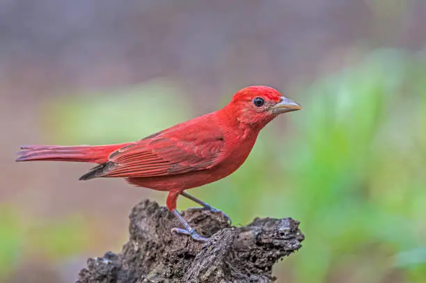 The summer tanager (Piranga rubra) is a medium-sized  songbird.  Found in the forest in Costa Rica, perching on a stump