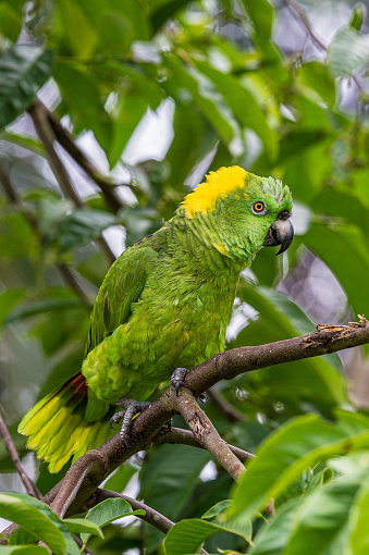 El amazona de siesta amarilla o loro de siesta amarilla (Amazona auropalliata) es un loro amazónico en peligro de extinción que se encuentra en Costa Rica photo