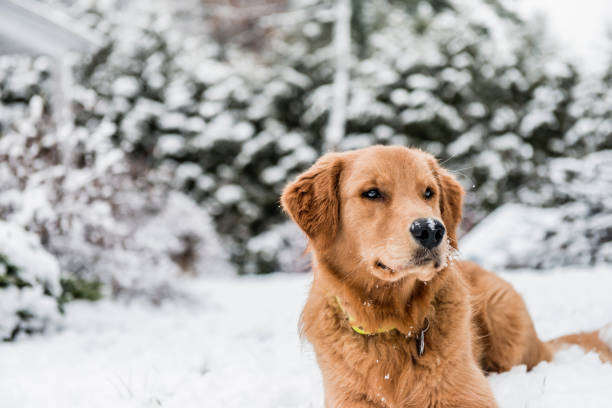 istock Golden in the snow 1206077104
