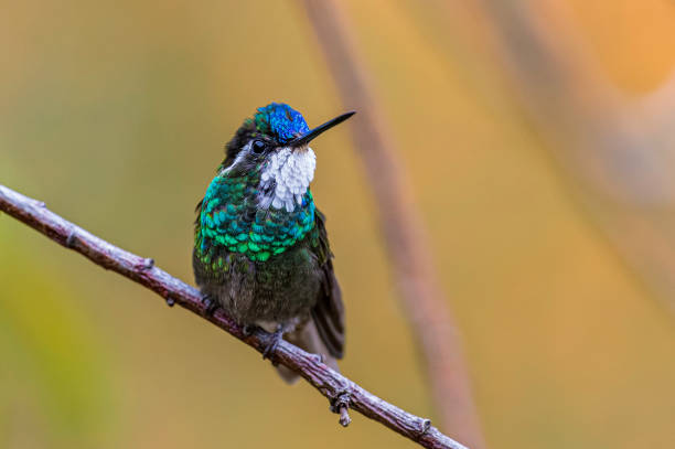 istock The white-throated mountaingem (Lampornis castaneoventris) in Costa Rica 1206077105