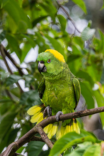 El amazona de siesta amarilla o loro de siesta amarilla (Amazona auropalliata) es un loro amazónico en peligro de extinción que se encuentra en Costa Rica photo