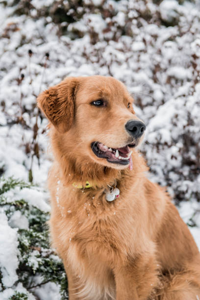 istock Golden in the snow 1206077114
