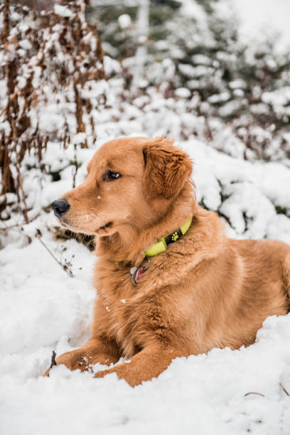 istock Golden in the snow 1206077123