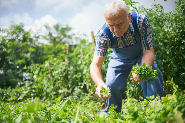 istock Farmer in organic garden 1206079244