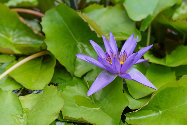 istock Water lily in a pond 1206080417
