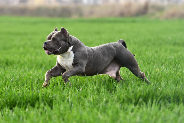 american bully dog americam bully dog pit bull power stock pictures, royalty-free photos & images