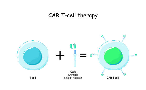 t 세포 및 키메라 항원 수용체 (car) - t세포 stock illustrations