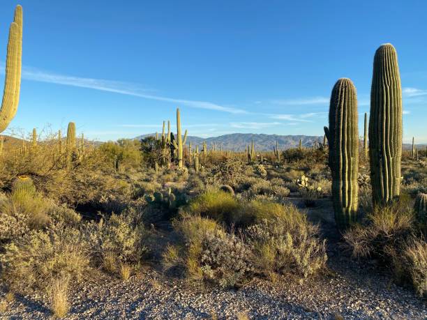 istock Sabino Canyon, Tucson AZ 1206082804