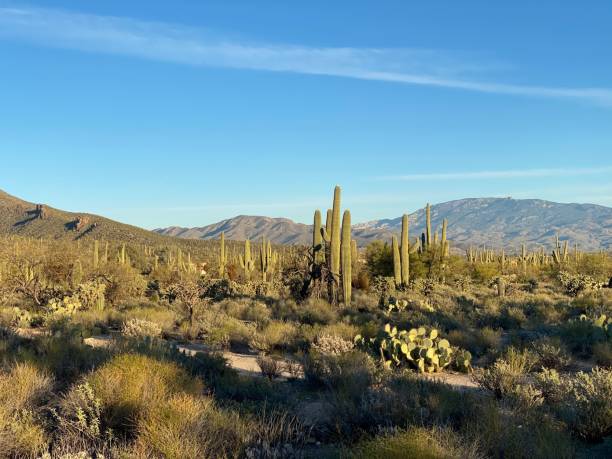 istock Sabino Canyon, Tucson, Arizona, USA 1206082821
