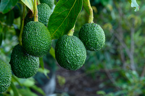 New harvest on avocado trees plantations on La Palma island, Canary islands, Spain, green ripe avocado fruits hanging on tree