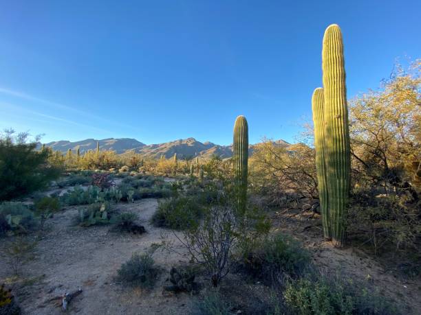 istock Sabino Canyon, Tucson AZ 1206082878