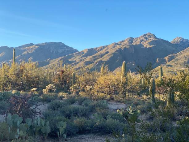 istock Sabino Canyon, Tucson AZ 1206082885