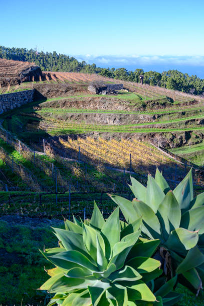 winter landscape with view on terraced vineyards located above clouds level on mountains slopes near village puntagorda, north wine production region on la palma island, canary, spain - la fuencaliente imagens e fotografias de stock