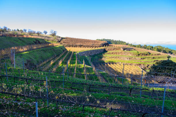istock Winter landscape with view on terraced vineyards located above clouds level on mountains slopes near village Puntagorda, north wine production region on La Palma island, Canary, Spain 1206083008