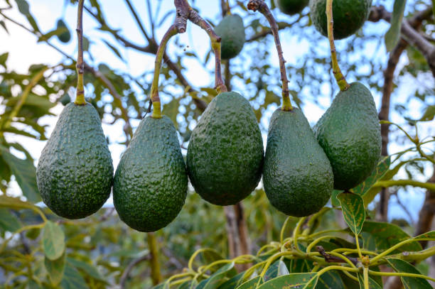 New harvest on avocado trees plantations on La Palma island, Canary islands, Spain New harvest on avocado trees plantations on La Palma island, Canary islands, Spain, green ripe avocado fruits hanging on tree hass avocado stock pictures, royalty-free photos & images