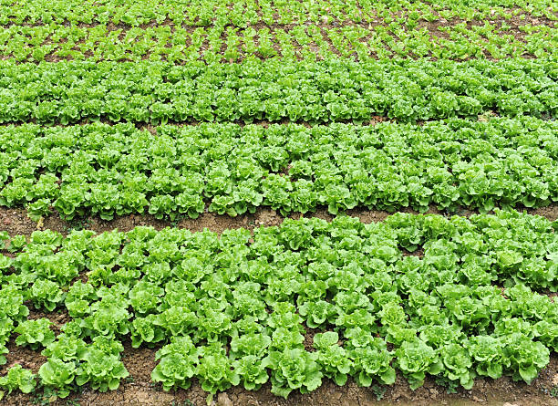 istock healthy lettuce growing in the soil 120608352