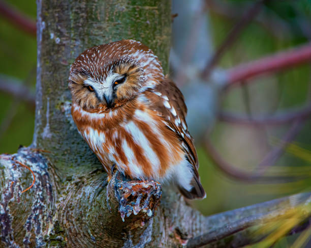 istock Northern Saw-whet Owl Sleeping 1206084174