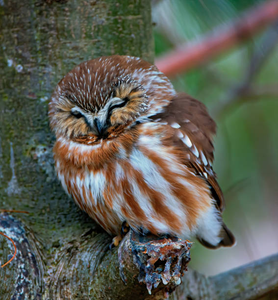 istock Northern Saw-whet Owl Sleeping 1206084176