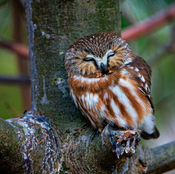 istock Northern Saw-whet Owl Sleeping 1206084179