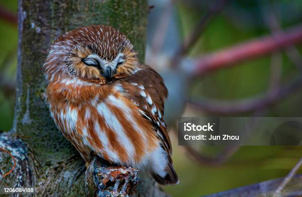 Northern Sawwhet Owl Sleeping Stock Photo - Download Image Now - Sleeping, Owl, Bird